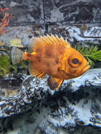 Aquarium «Biomes Marine Biology Center», reviews and photos, 6640 Post Rd, North Kingstown, RI 02852, USA