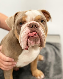 VetNaturally Animal Hospital - Photo 3 - Car repair in Mandeville, LA, Mandeville