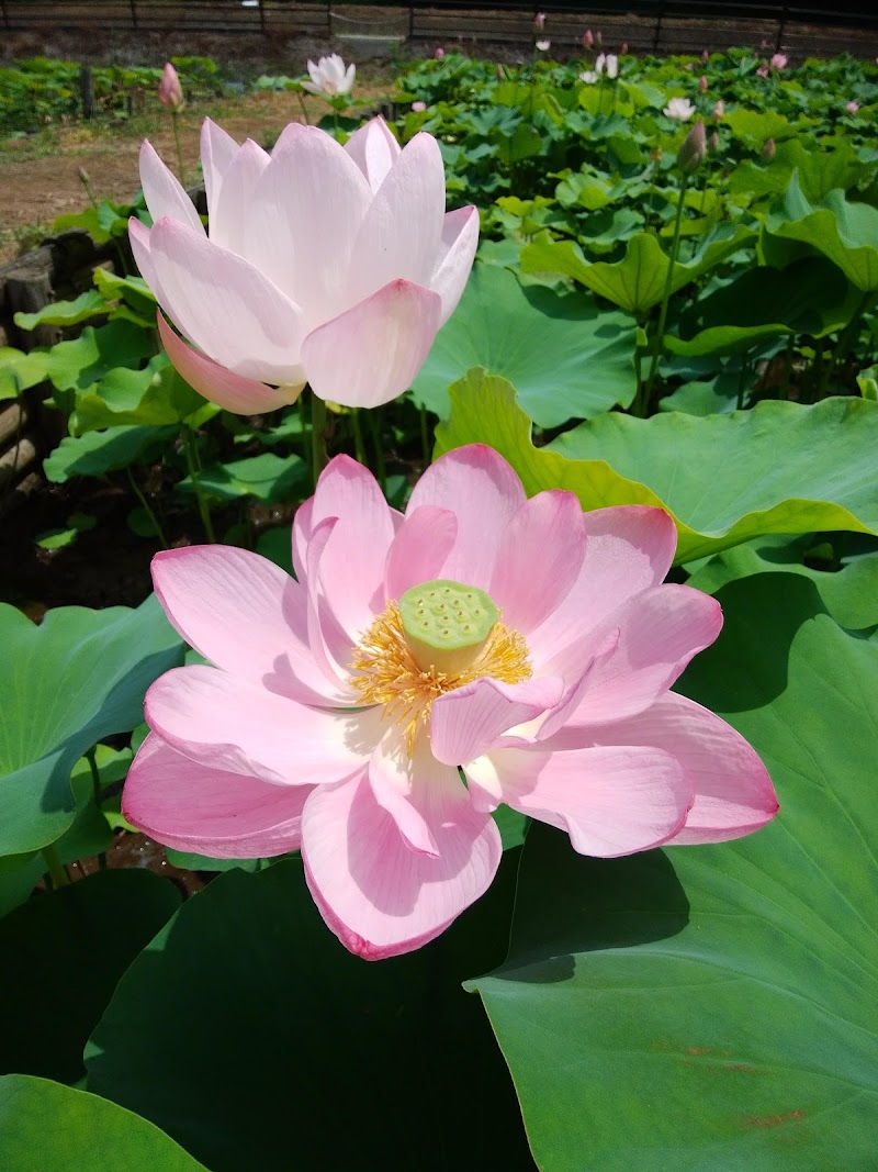 赤堀磯沼公園