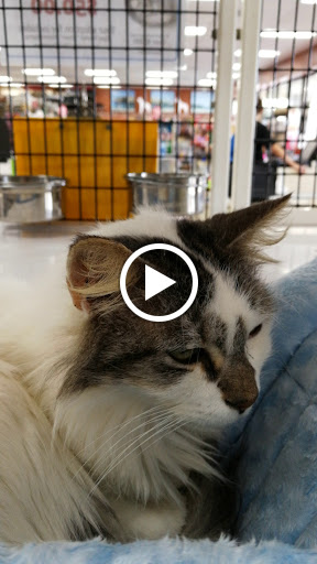 Pet Supply Store «Pet Supermarket», reviews and photos, 2585 N Atlantic Ave, Daytona Beach, FL 32118, USA