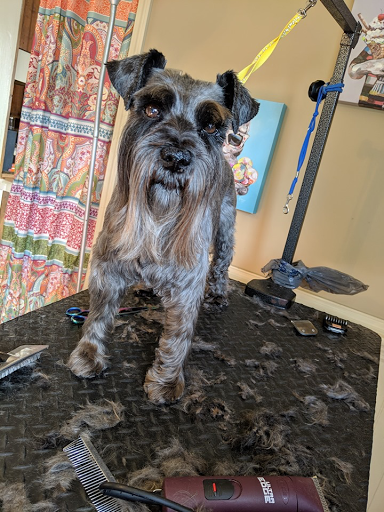 Pet Groomer «Foxy Mutts Grooming Salon», reviews and photos, 303 E Franklin St, Spencer, IN 47460, USA