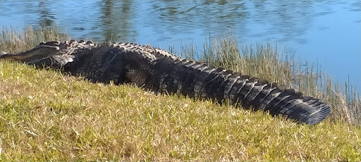 Country Club «Kelly Greens Golf & Country Club», reviews and photos, 12300 Kelly Greens Blvd, Fort Myers, FL 33908, USA