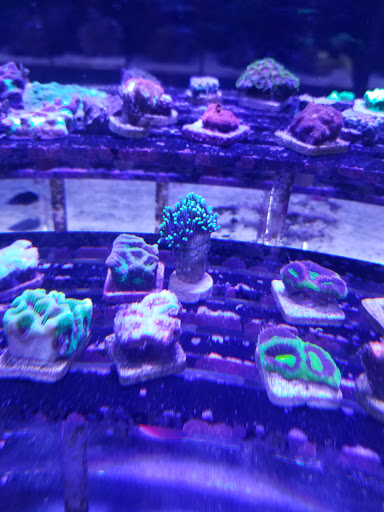 Aquarium «Artistic Aquariums, Inc», reviews and photos, 3400 N Arizona Ave #111, Chandler, AZ 85225, USA