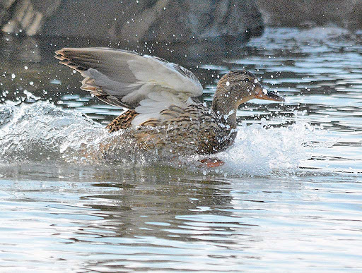 Tourist Attraction «Wetlands overlook park», reviews and photos, 4020 11th St, North Beach, MD 20714, USA