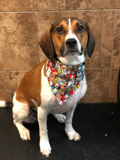 Pet Store «Canine Carousel», reviews and photos, 43135 Broadlands Center Plaza #129, Ashburn, VA 20148, USA