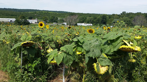 Tourist Attraction «Sunflower Maze», reviews and photos, South St, Middlefield, CT 06455, USA
