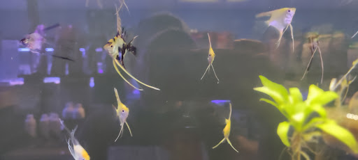 Aquarium Shop «Aquarium Depot», reviews and photos, 11762 SW 88th St, Miami, FL 33186, USA