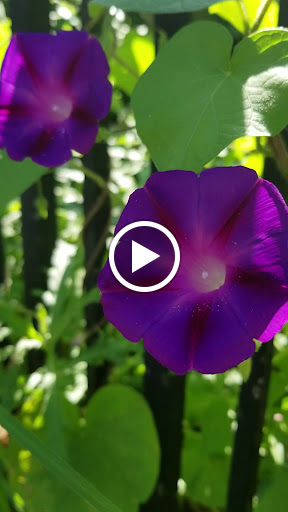 Garden «Conservatory Garden», reviews and photos, 402 5th Ave, New York, NY 10029, USA