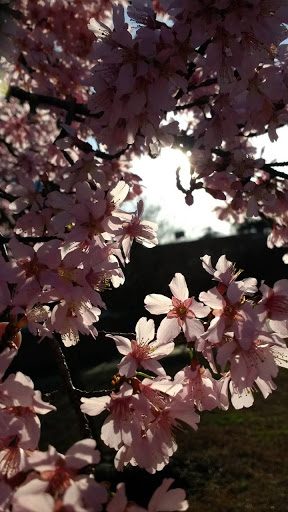 Park «Tompkinsville Park», reviews and photos, 45 Victory Blvd, Staten Island, NY 10301, USA