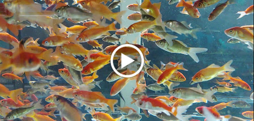 Pet Supply Store «Petco Animal Supplies», reviews and photos, 4209 Wheaton Way, Bremerton, WA 98310, USA