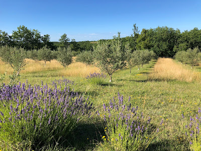 OLIVERAIE DU QUERCY BLANC à Porte-du-Quercy
