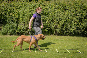 Cotswold Dog Spa - Canine Physiotherapy and Hydrotherapy
