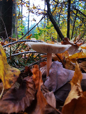 Bois de Perrex à Perrex