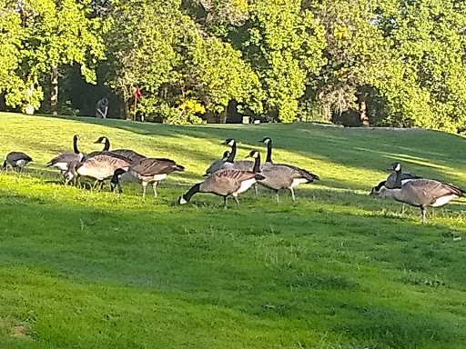 Public Golf Course «Nile Shrine Golf Course», reviews and photos, 6601 244th St SW, Mountlake Terrace, WA 98043, USA