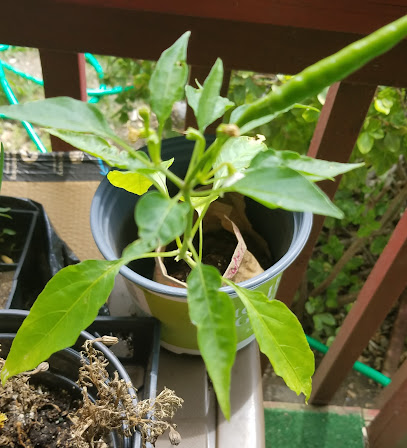 Paper Potted Plants