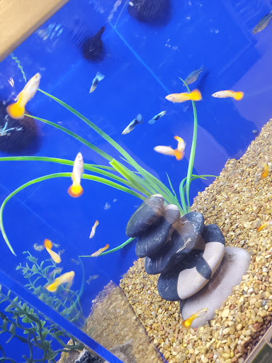 Pet Supply Store «PetSmart», reviews and photos, 1040 Cross Creek Dr, Saltillo, MS 38866, USA