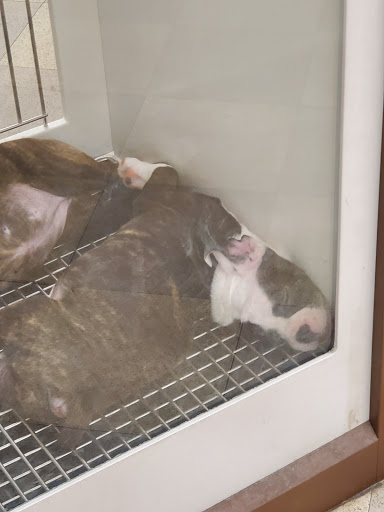 Pet Store «Petland», reviews and photos, 351 Diederich Blvd, Ashland, KY 41101, USA