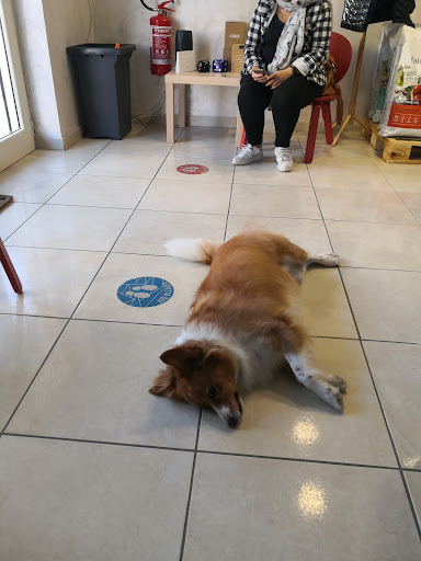 Pensioni per cani e dog hotel a Benessere Pet's