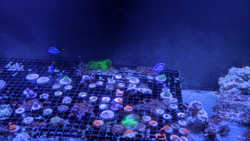 Pet Store «Exotic Fish», reviews and photos, 406 Northside Dr # F, Valdosta, GA 31602, USA