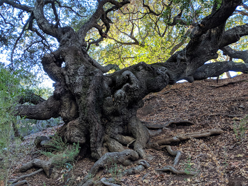 Park «Cuesta Park», reviews and photos, 2400 Loomis St, San Luis Obispo, CA 93405, USA