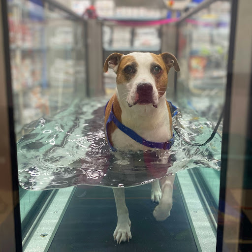 Wheatland Animal Hospital: Pet Rehabilitation image