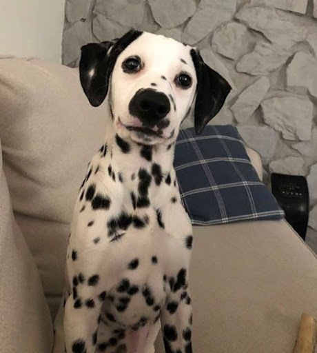 Pet Adoption Service «Petland Davie», reviews and photos, 11482 W State Rd 84, Davie, FL 33325, USA