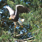 Photo n° 1 de l'avis de Nathalie.o fait le 21/08/2023 à 17:57 pour La Volerie des Aigles à Kintzheim