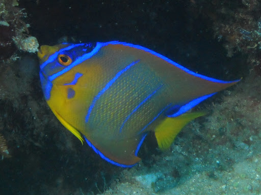 Dive Shop «Dive Shop Kissimmee», reviews and photos, 4916 W Irlo Bronson Memorial Hwy, Kissimmee, FL 34746, USA