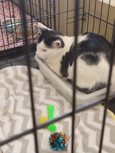 Pet Supply Store «Petco Animal Supplies», reviews and photos, 420 Harry L Dr #2, Johnson City, NY 13790, USA