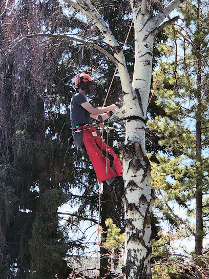 Elevated Tree Removal