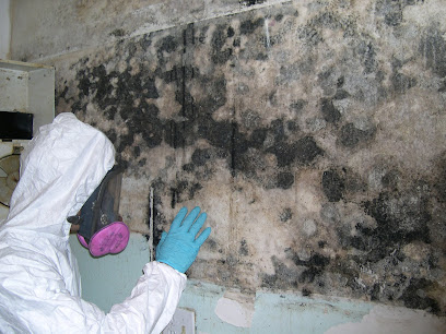First choice mold remediation