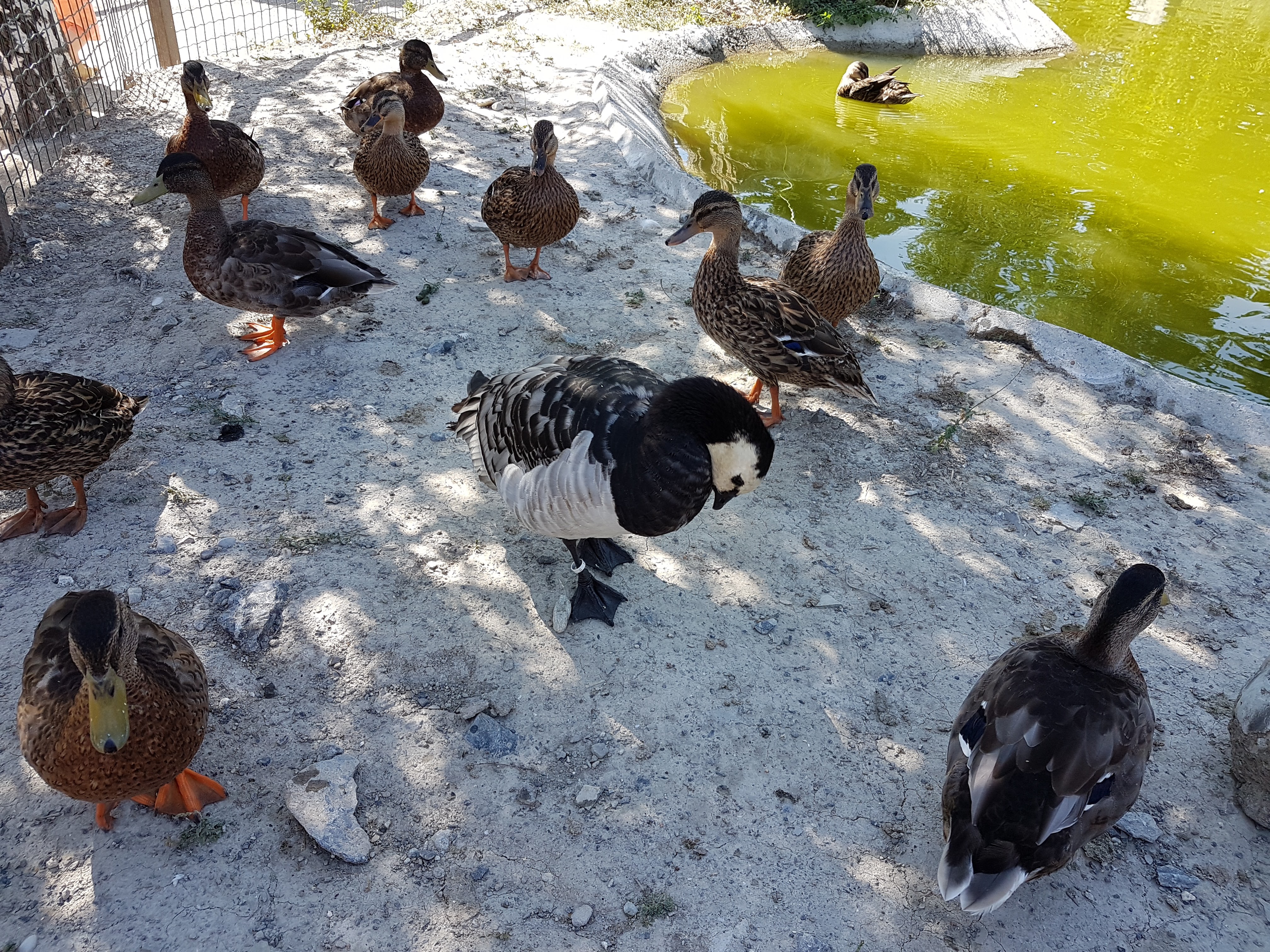 Photo n° 22 de l'avis de Romain.o fait le 17/08/2017 à 11:56