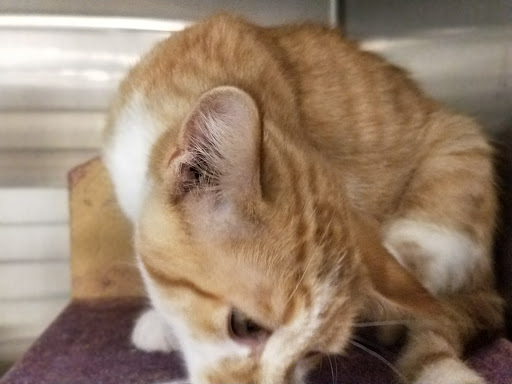 Pet Supply Store «PetSmart», reviews and photos, 1116 S Rochester Rd, Rochester Hills, MI 48307, USA