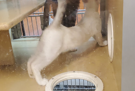 Pet Supply Store «PetSmart», reviews and photos, 3340 FM 544 Ste 800, Wylie, TX 75098, USA