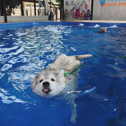 Canine day care Bangkok