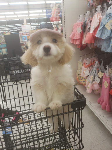 Pet Supply Store «Petco Animal Supplies», reviews and photos, 3384 Tyler St, Riverside, CA 92503, USA