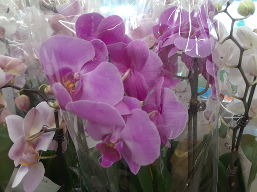 Supermarket «ALDI», reviews and photos, 3707 S Orlando Dr, Sanford, FL 32773, USA