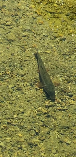 Resort «Hawk Inn and Mountain Resort», reviews and photos, 75 Billings Rd, Plymouth, VT 05056, USA