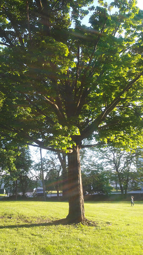 Park «Thrall Park», reviews and photos, 42-21 Grove St, Middletown, NY 10940, USA