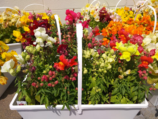 Florist «Burkhart Greenhouse & Garden», reviews and photos, 1530 E Central Ave, Miamisburg, OH 45342, USA