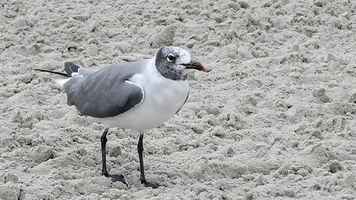 Park «Fox Park», reviews and photos, Ocean Ave, Wildwood, NJ 08260, USA