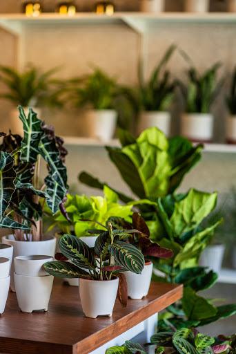 Florist «Pollen», reviews and photos, 2918 N Milwaukee Ave, Chicago, IL 60618, USA