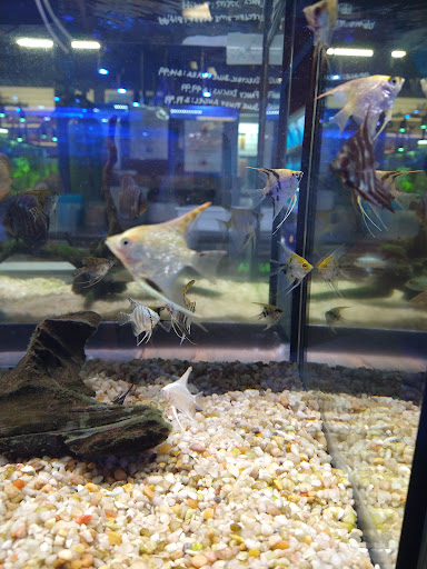 Tropical Fish Store «Aquarium Depot», reviews and photos, 8201 Auburn Blvd, Citrus Heights, CA 95610, USA