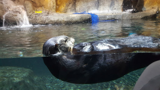 Aquarium «Audubon Aquarium of the Americas», reviews and photos, 1 Canal St, New Orleans, LA 70130, USA