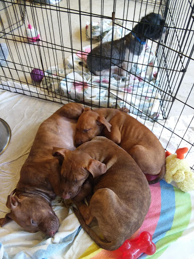 Pet Supply Store «PetSmart», reviews and photos, 2435 NW Federal Hwy, Stuart, FL 34994, USA