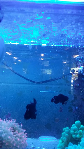 Pet Store «Pet Kingdom», reviews and photos, 3191 Sports Arena Blvd, San Diego, CA 92110, USA