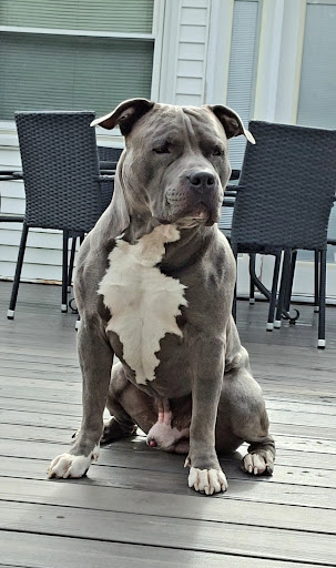 Pet Supply Store «Pet Life | Supplies, Services & Knowledge», reviews and photos, 517 S Broadway, Salem, NH 03079, USA