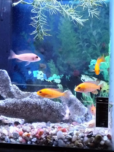 Aquarium «Sea Oddities», reviews and photos, 128 Broad St, Kingsport, TN 37660, USA