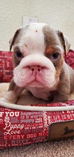 Pet Supply Store «Petco Animal Supplies», reviews and photos, 2687 Countryside Dr, Turlock, CA 95380, USA