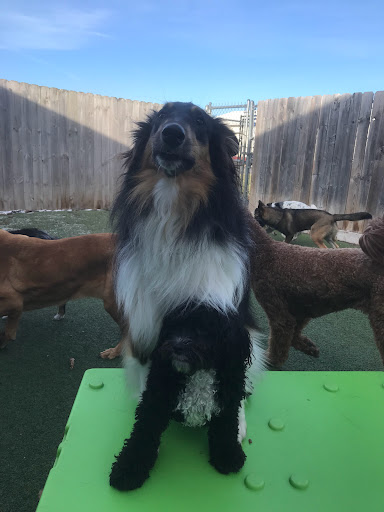 Pet Store «Happy, Clean and Smart», reviews and photos, 5700 W Kilgore Ave, Muncie, IN 47304, USA